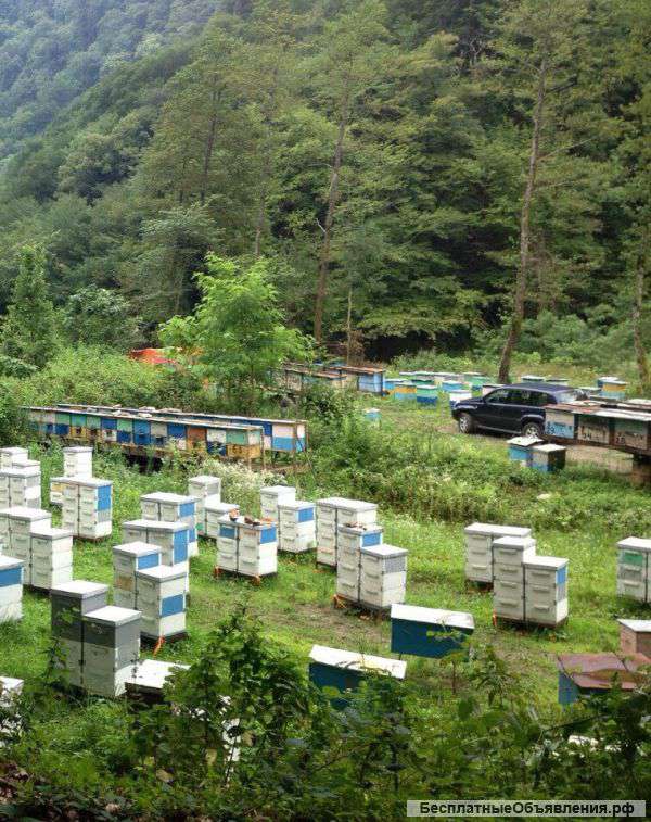 Мед с Абхазии