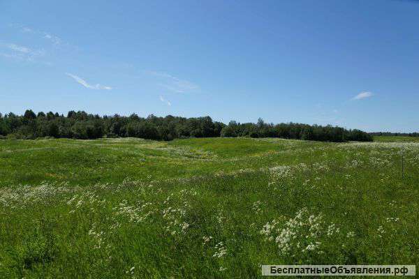 Два участка по 12 соток в строящемся садоводстве в 25 км от Старого Петергофа