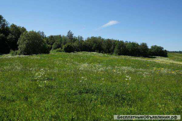 Два участка по 12 соток в строящемся садоводстве в 25 км от Старого Петергофа