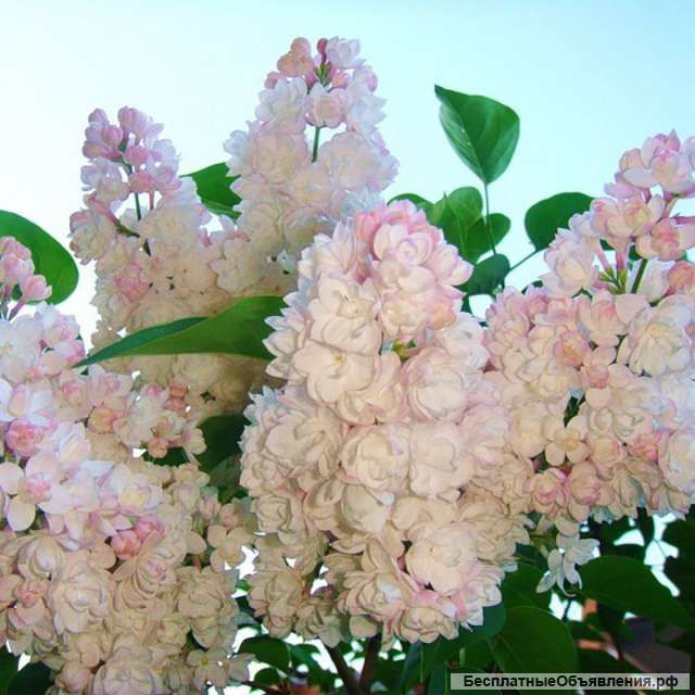 Саженцы сирени из питомника по низкой цене