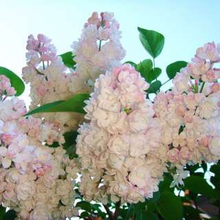 Саженцы сирени из питомника по низкой цене