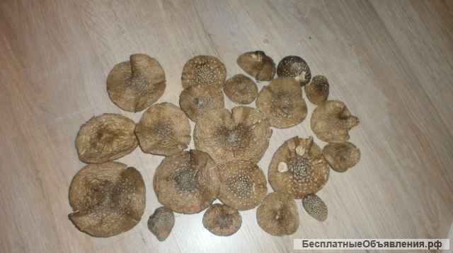Мухомор сушеный - целебный и вкусный