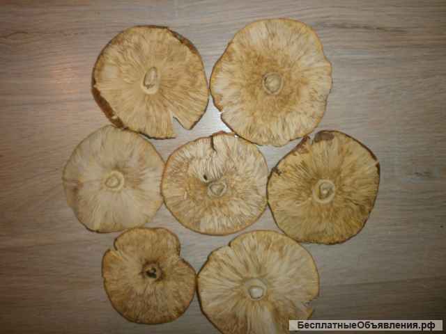 Мухомор сушеный - целебный и вкусный