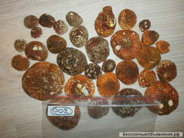 Мухомор сушеный - целебный и вкусный