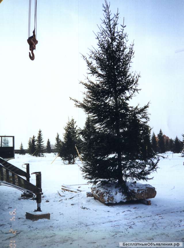 Посадка деревьев и кустарников