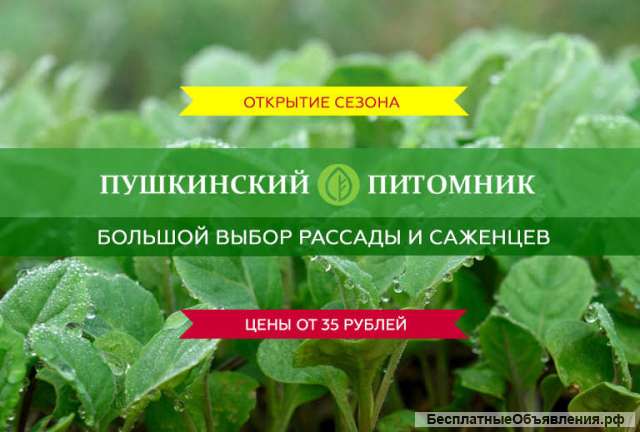 Рассада и саженцы из питомника Пушкинский
