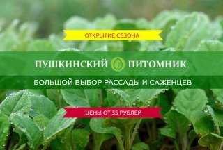 Рассада и саженцы из питомника Пушкинский