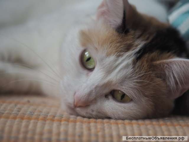 Кошка Хвостя ищет новый дом