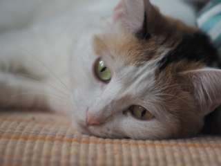 Кошка Хвостя ищет новый дом