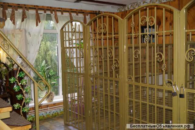 Передержка собак, кошек, грызунов