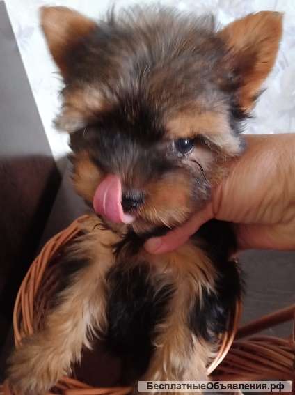 Щенки йорка мальчики