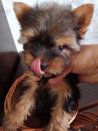 Щенки йорка мальчики