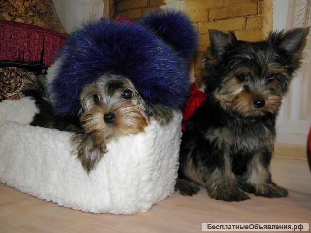 Йоркширский терьер щенки