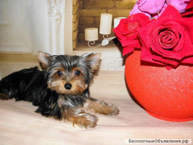 Йоркширский терьер девочка