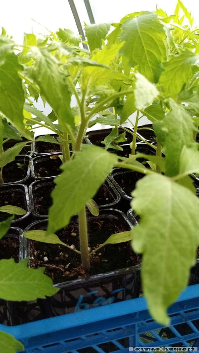 Рассада томатов и перцев