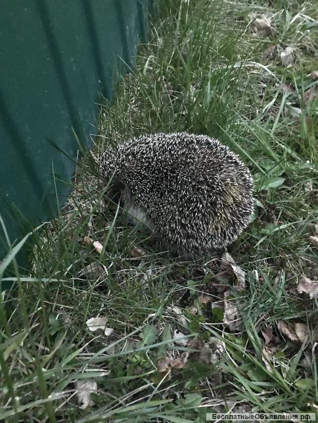 Участок 8сот