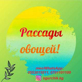 Рассады овощей оптом и в розницу: капуста, перец, баклажаны, томаты, огурцы