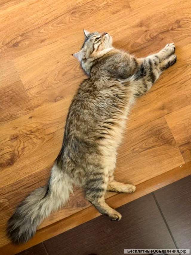 Душевный и обворожительный кот Сенечка