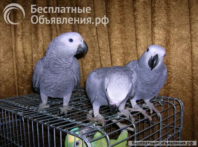 Жако краснохвостый