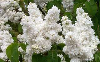 Саженцы сирени в горшках с закрытой корневой системе