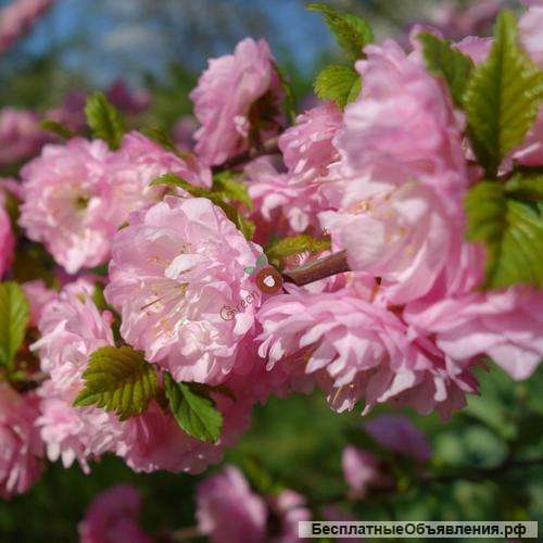 Саженцы миндаля в горшках с закрытой корневой системе