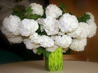 Саженцы калины бульденеж в горшках с закрытой корневой системе