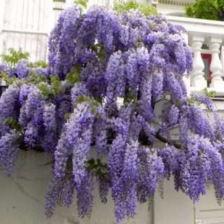 Саженцы глицинии в горшках с закрытой корневой системе