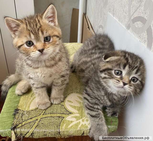 Котята британцы, ищем дом