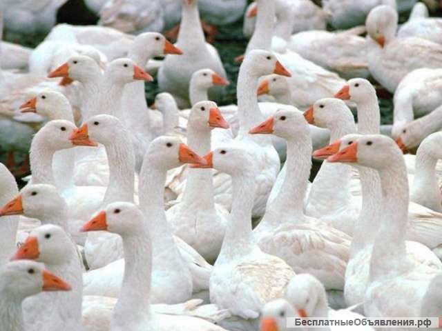 Куплю пух перо б/у подушки перины