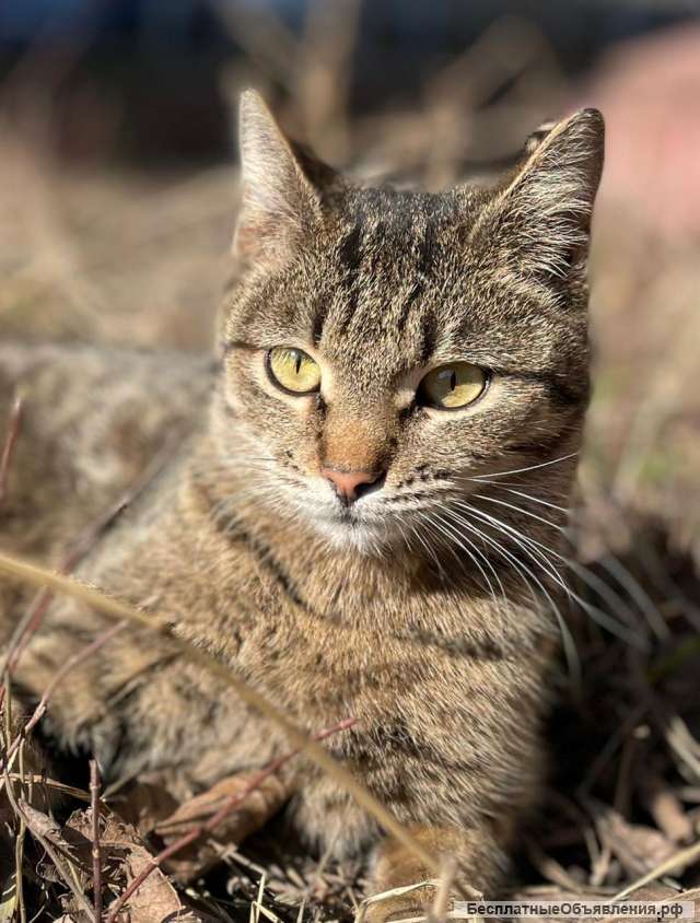 Умная и смелая кошка Тигруля