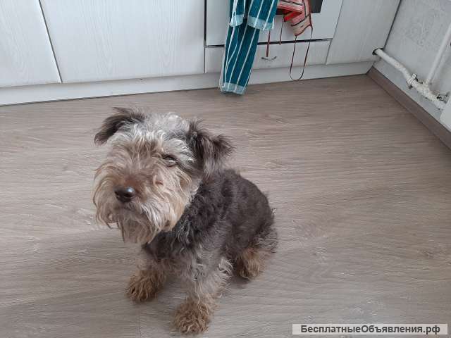 Отдам бесплатно вельштерьера