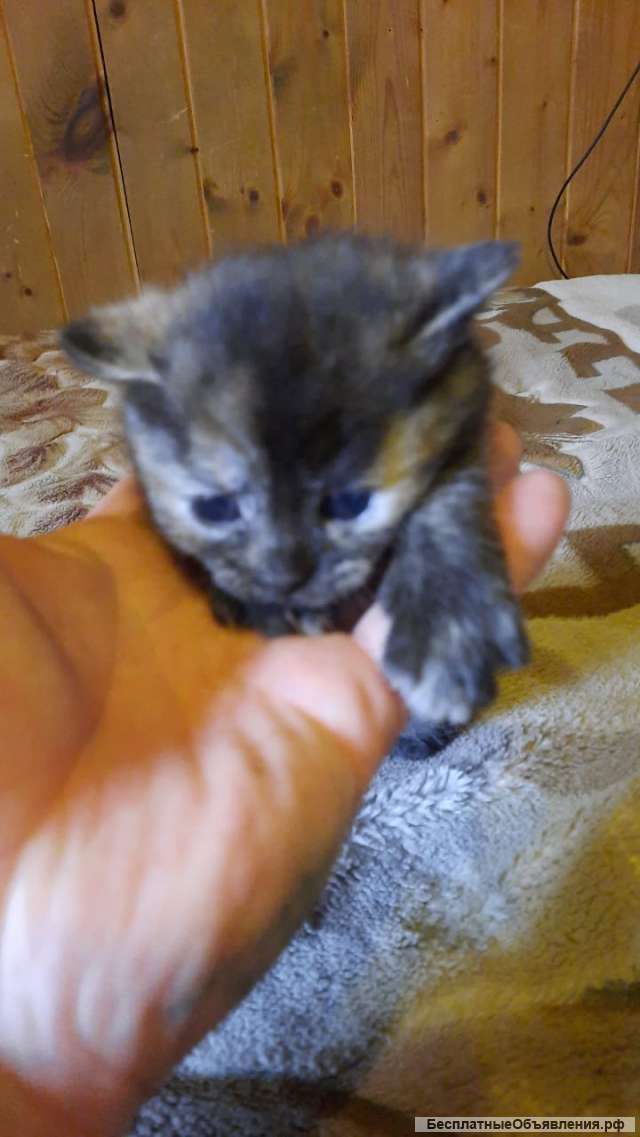 Покажи Ихняя Фото