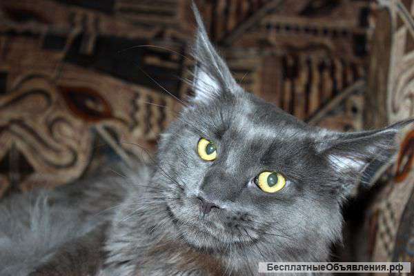 Кот Мейн Кун