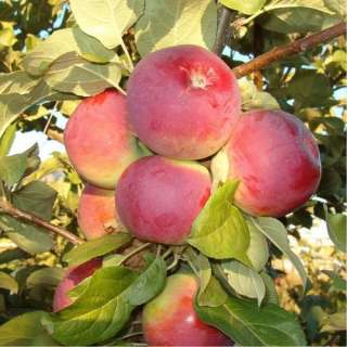 Крупномеры плодовых деревьев из Подмосковья