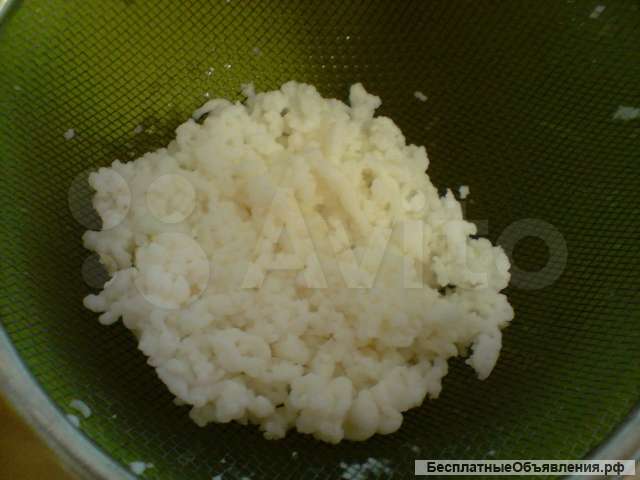 Тибетский молочный гриб