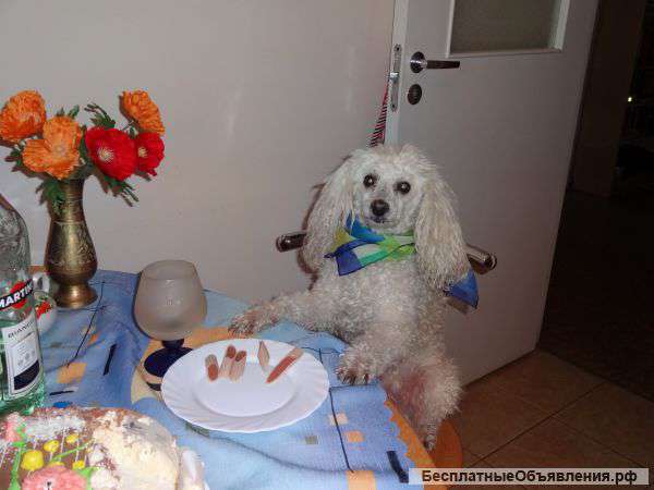 Карликовый пудель белый