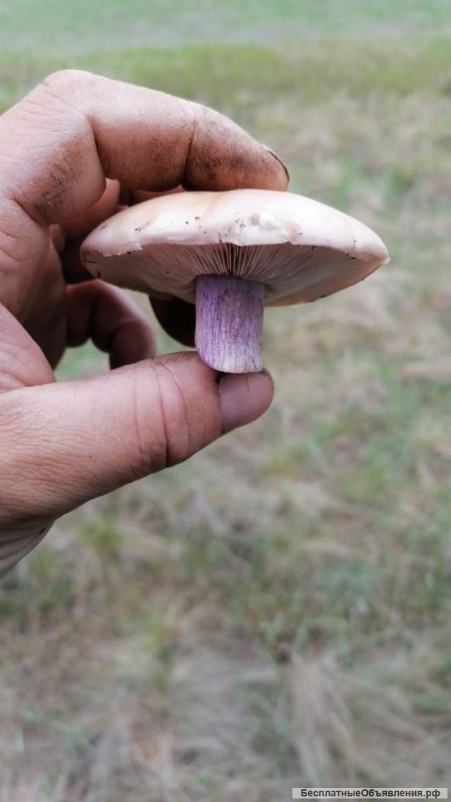 Куплю туи Барабант