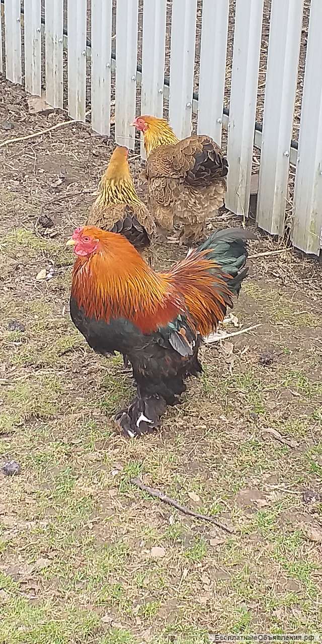 Петуха