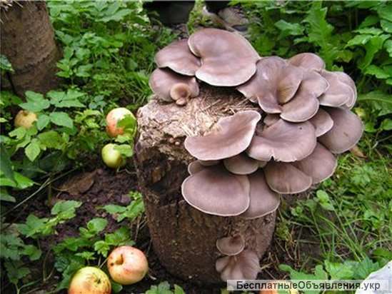 Мицелий шампиньона и других грибов