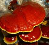 Мицелий шампиньона и других грибов