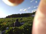 Робота у фермера на поле в Швеции без посредников