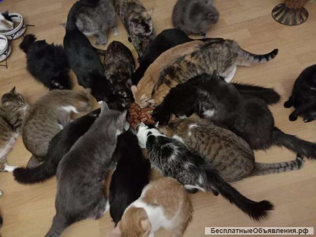 Отдадим кошек в хорошие руки. Кототеремок