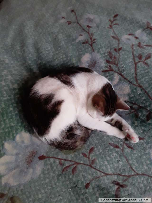 Котик глухой одиннадцатимесячный