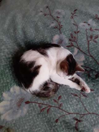 Котик глухой одиннадцатимесячный
