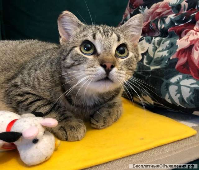 Молодой котик Тимоша в добрые руки