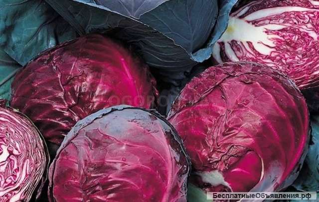 Оптом краснокачанную капусту