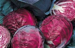 Оптом краснокачанную капусту