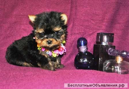 Йорк Мини Мальчик Фото
