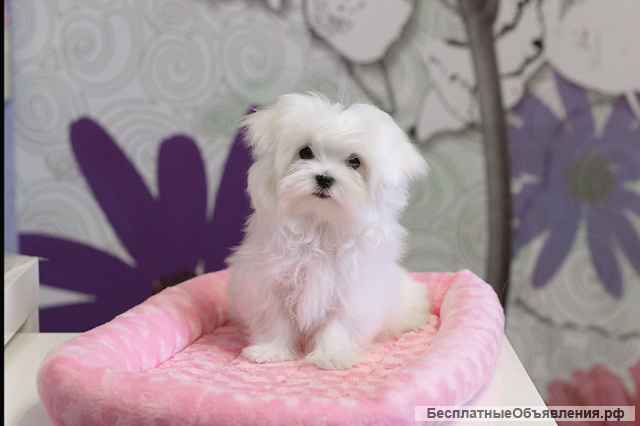 Щенки мальтийской болонки (Maltese)от Ирлайн-дог