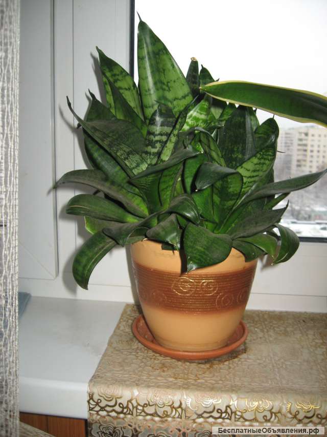 Сансиверия Лауренти мраморная